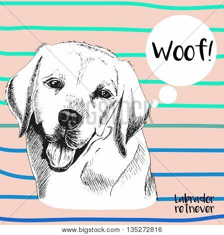 Vector close up portrait of labrador retriever. Hand drawn domestic pet dog illustration. Isolated on peach background with cerulean strips.