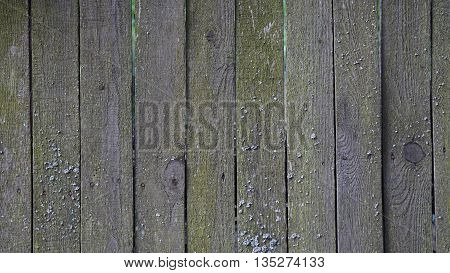 background trees texture of the wooden fence brown