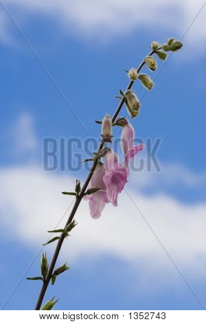 Fresh, Beautiful Fox Glove Flowers Against Blue Sky.