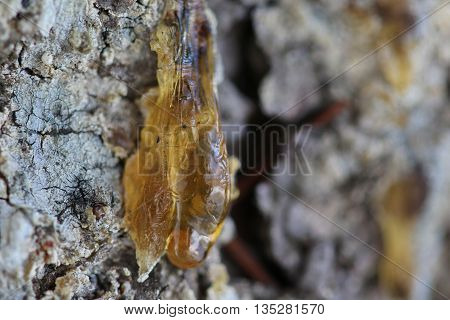 The Yellow Drop Of Resin On A Tree