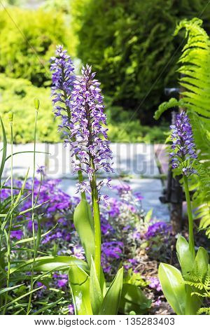 The common Orchis (Orchis militаris) is a perennial herbaceous plant of the Orchid family (Orchidaceae). Wild plants of Siberia