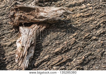 Two dry timbers on the rock background. Suitable for use as wallpapers.