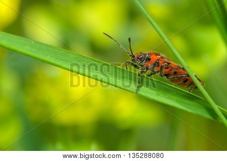 Red and black beetle on the green grass