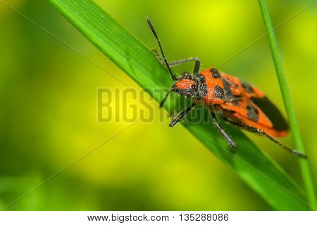 Red and black beetle on the green grass