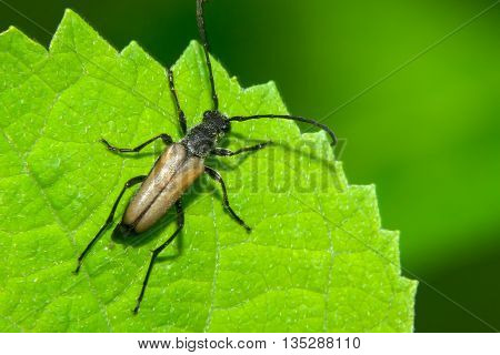 Brown beetle with big ears clinging to a green leaf