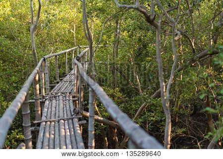 Landscape of bamboo walkway in mangrove forest. Selective Focus.