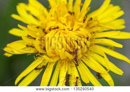 Closeup of big brown ants feeding on pollens of Common Dandelion flower in yellow (Taraxacum officinale) during summer in Austria, Europe
