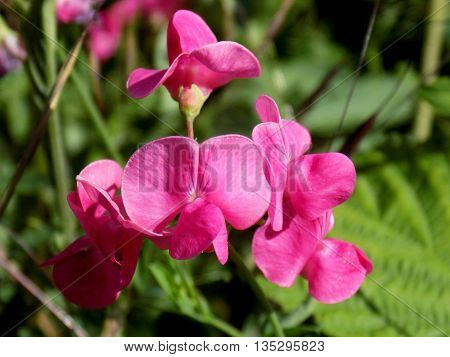 Beautiful flower on meadow in wild nature during spring