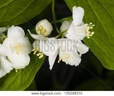 White flowers on mock-orange shrub with bokeh background macro selective focus shallow DOF