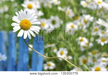 Single chamomile and blue fence against background of flower field