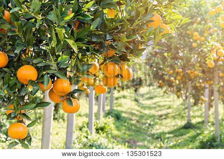 Ripe And Fresh Oranges Hanging On Branch, Orange Orchard