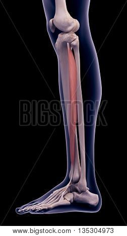 3d rendered, medically accurate illustration of the extensor digitorum longus