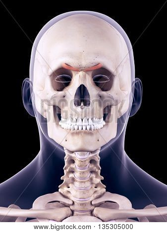 3d rendered, medical accurate illustration of the corrugator supercilii