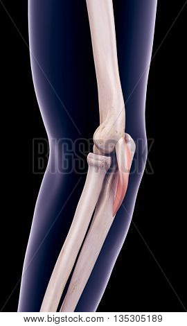 3d rendered, medically accurate muscle illustration of the anconeous
