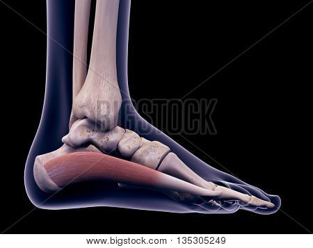 3d rendered, medically accurate illustration of the abductor hallucis