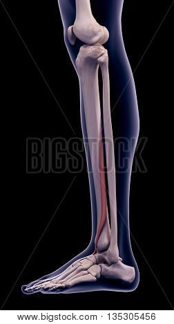 3d rendered, medically accurate illustration of the extensor hallucis longus