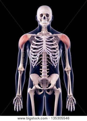 3d rendered, medically accurate illustration of the deltoid