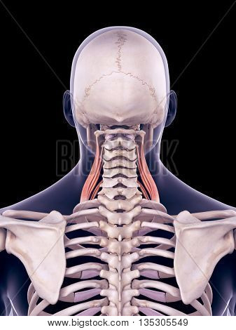 medically accurate illustration of the middle scalene 