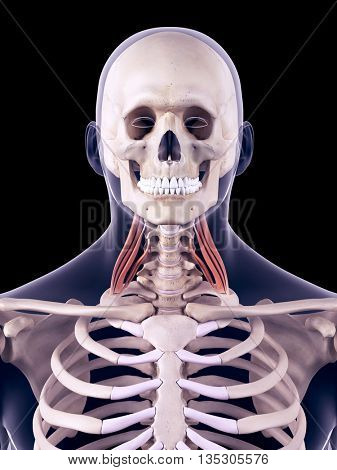 medically accurate illustration of the middle scalene 