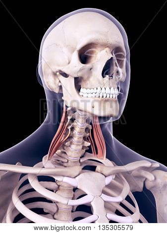medically accurate illustration of the middle scalene 