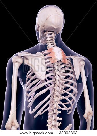 3d rendered, medically accurate illustration of the serratus posterior superior