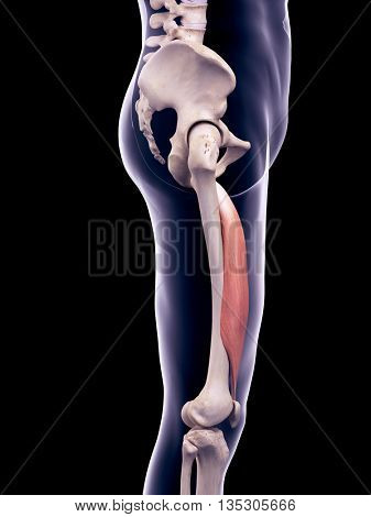 3d rendered, medically accurate illustration of the vastus intermedius