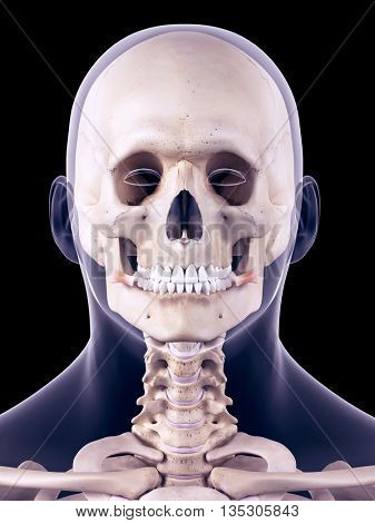 medically accurate illustration of the risorius