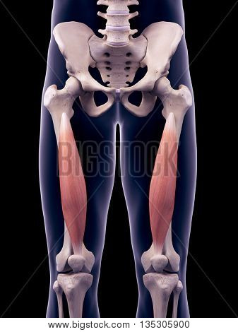 3d rendered, medically accurate illustration of the vastus intermedius