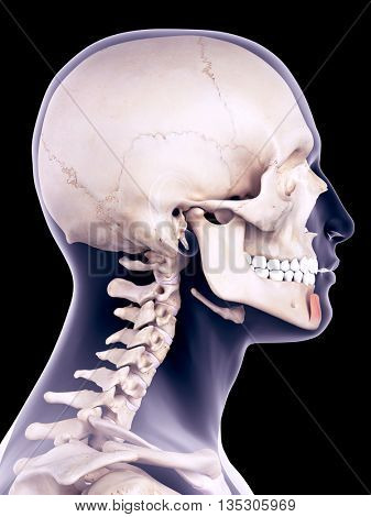 3d rendered, medically accurate illustration of the mentalis