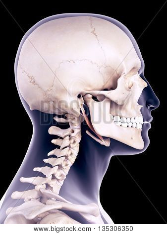 3d rendered, medically accurate illustration of the stylohyoid