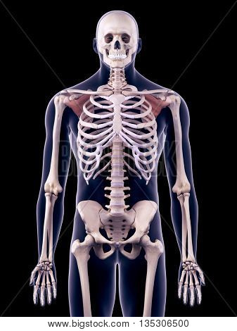 3d rendered, medically accurate illustration of the subscapularis
