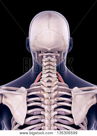 3d rendered, medically accurate illustration of the scalene anterior