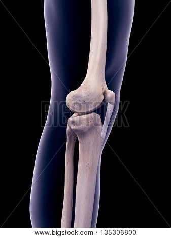 3d rendered, medically accurate illustration of the patellar ligament