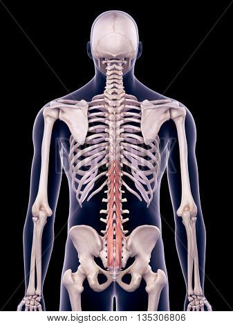 3d rendered, medically accurate illustration of the multifidus