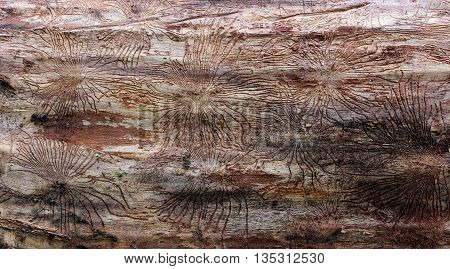 Traces of beetles under the bark on a spruce tree. tracks under the bark of dead trees left beetles Skolotina