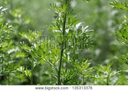 Leaves of absinthe wormwood plants (Artemisia absinthium)