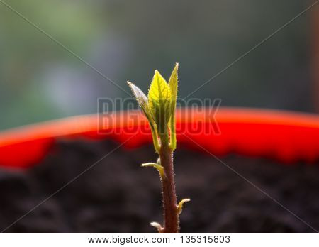 Macro of little sprout avocado Persea gratissima in a red flower pot on the window