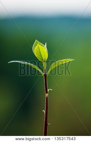 Macro of little sprout avocado Persea gratissima in a red flower pot on the window