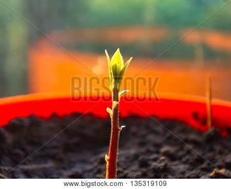 Macro of little sprout avocado Persea gratissima in a red flower pot on the window