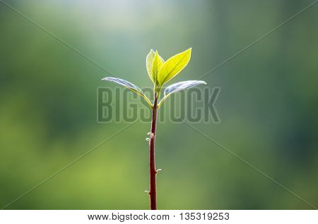 Macro of little sprout avocado Persea gratissima in a red flower pot on the window