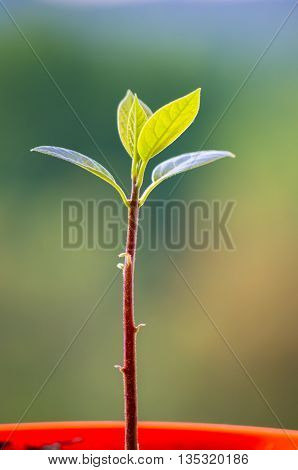 Macro of little sprout avocado Persea gratissima in a red flower pot on the window