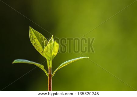 Macro of little sprout avocado Persea gratissima on the window