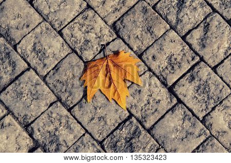 Autumn golden orange maple laef lying on the city cobblestone, autumn vintage hipster seasonal background