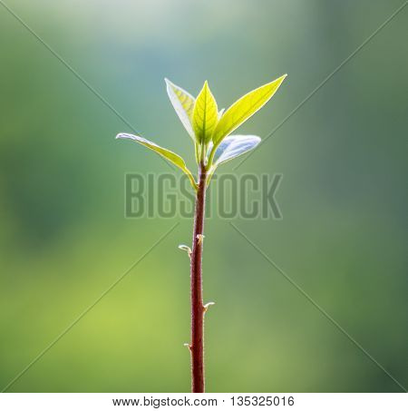 Macro of little sprout avocado Persea gratissima on the window