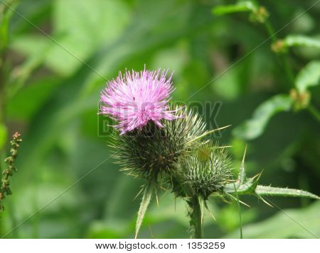 Fiore della Scozia 