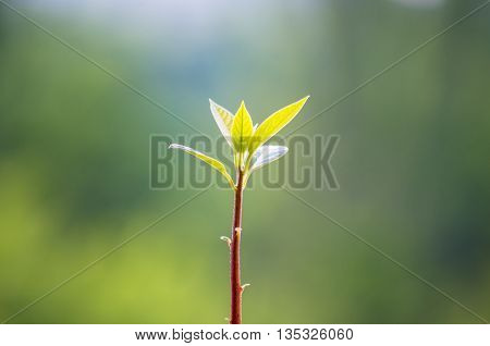 Macro of little sprout avocado Persea gratissima on the window