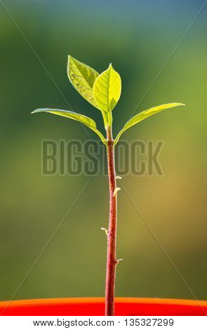Macro of little sprout avocado Persea gratissima in a red flower pot on the window