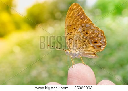 yellow Butterfly on finger in nature background The Common Yeoman Cirrochroa tyche rotundata