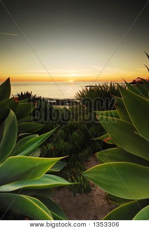 Laguna-Blätter 