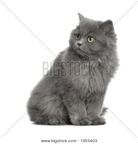  Persisk